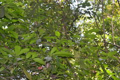 Mallotus aureopunctatus